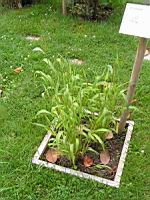 Sorgho, Sorghum bicolor (6) (Photo F. Mrugala)